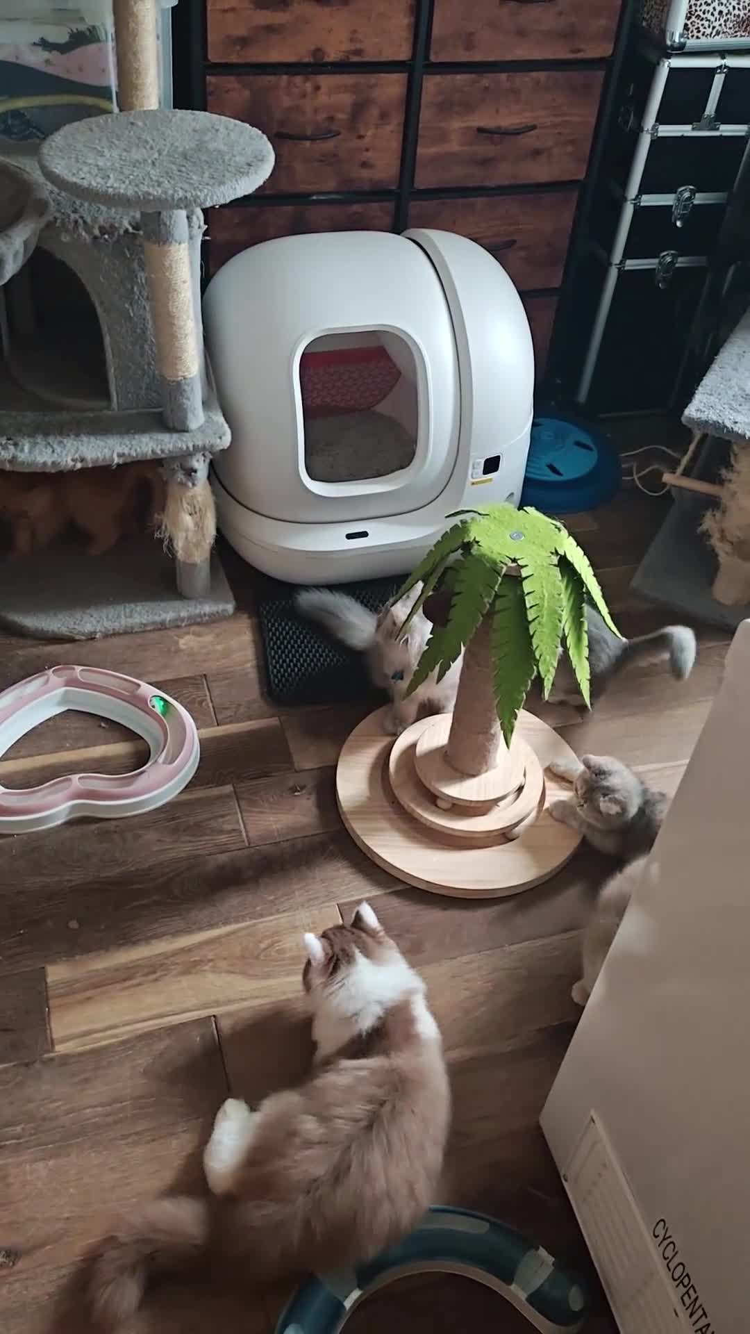 British Longhair cats for sale: cinnamon bi colour boys  - Video 2