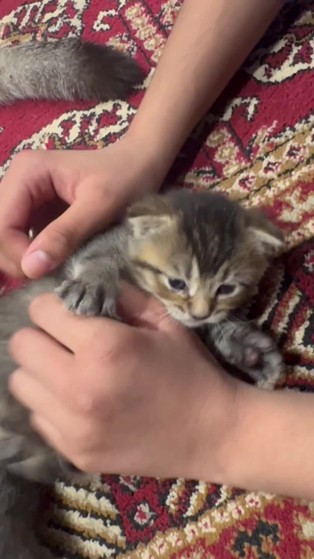 Scottish Fold cats for sale: 🐾 Kittens Looking for Forever Homes 🐾 - Video 2