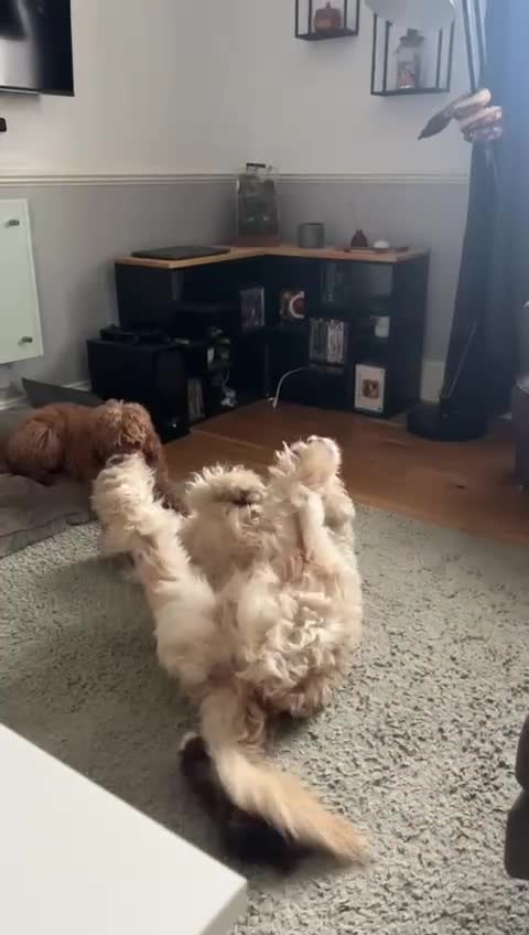 Mixed Breed dogs for sale: Auggie - Smart, Loving & Needs an Experienced Home - Video 2