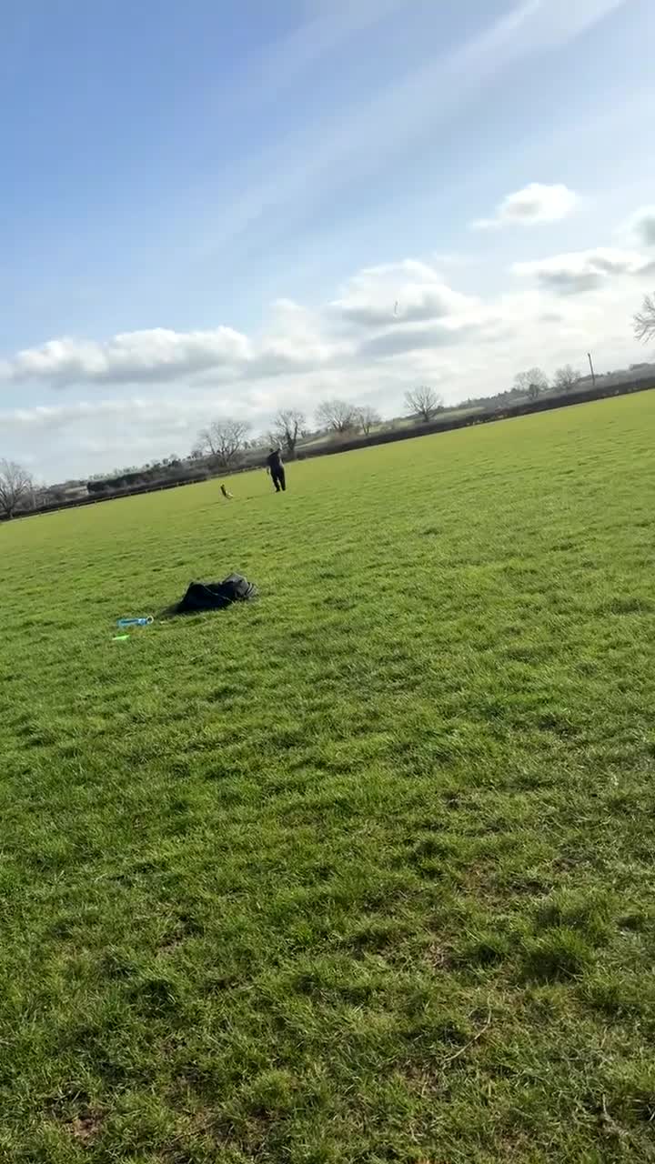 Mixed Breed dogs for sale: German Shepard x Malinois Seeking Forever Home - Video 2