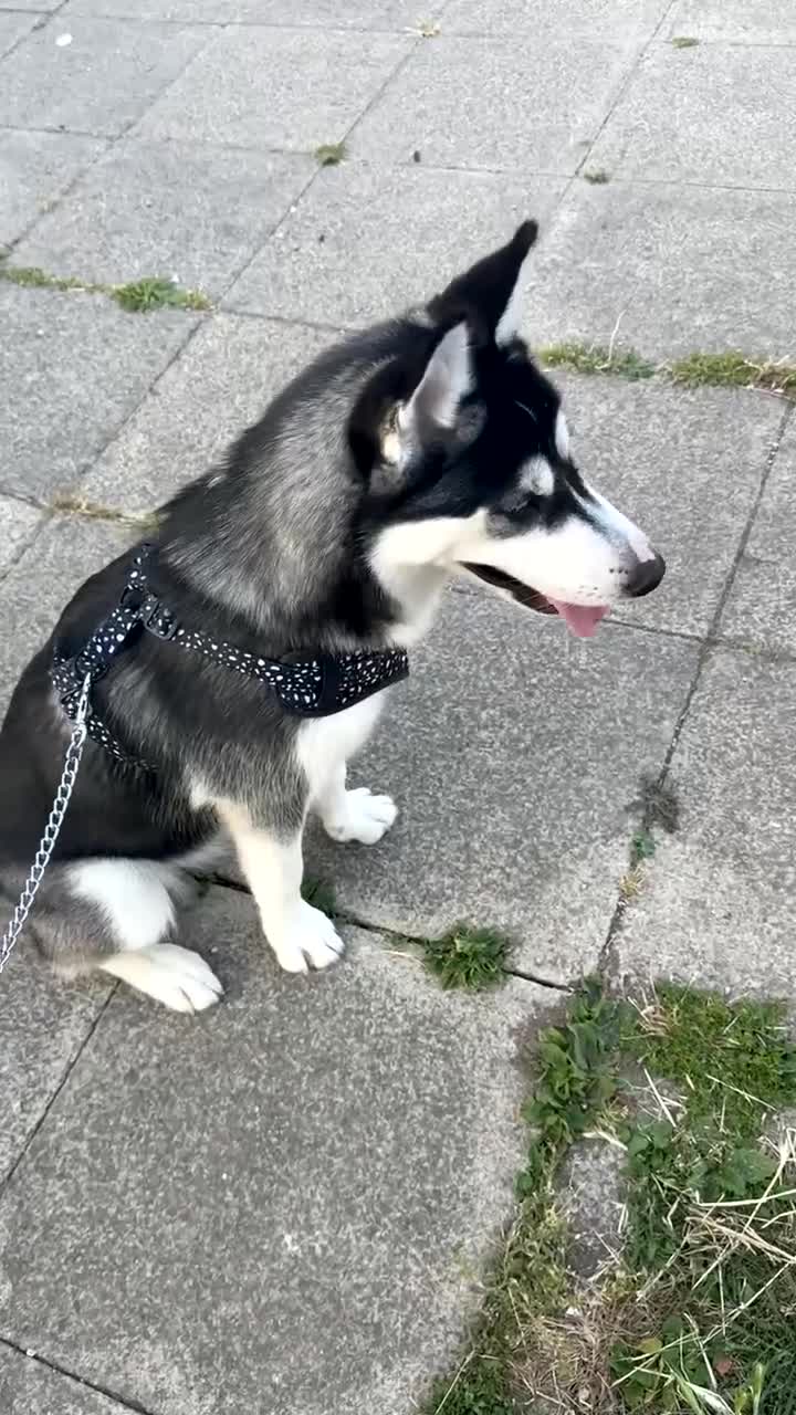 Siberian Husky dogs for sale: 7 month old siberian husky - Video 4