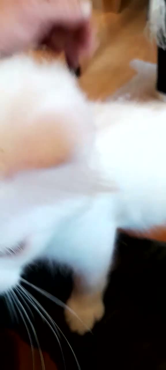 Mixed Breed cats for sale: 4 attractive Turkish Angora/Maine Coon kittens in Newquay - Video 2