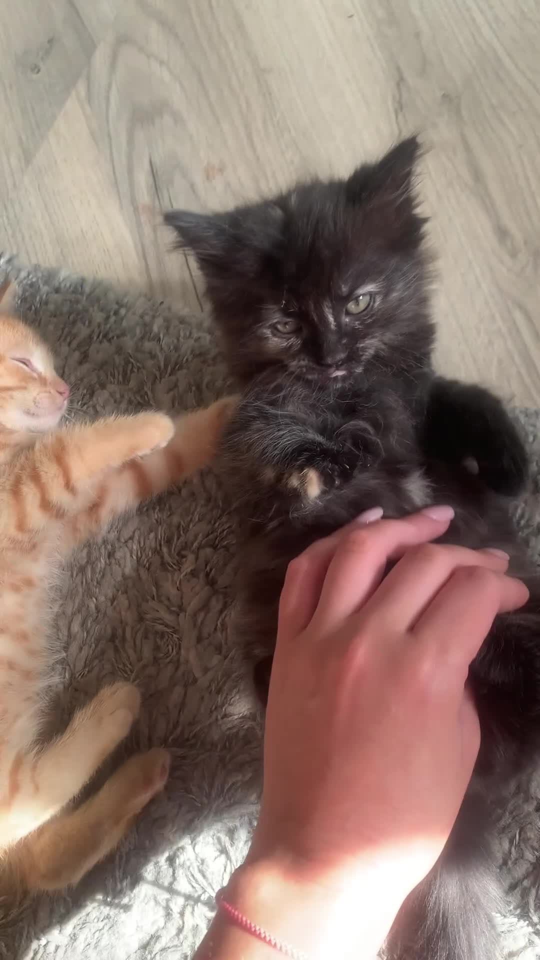 Mixed Breed cats for sale: Half rag dolls  - Video 2