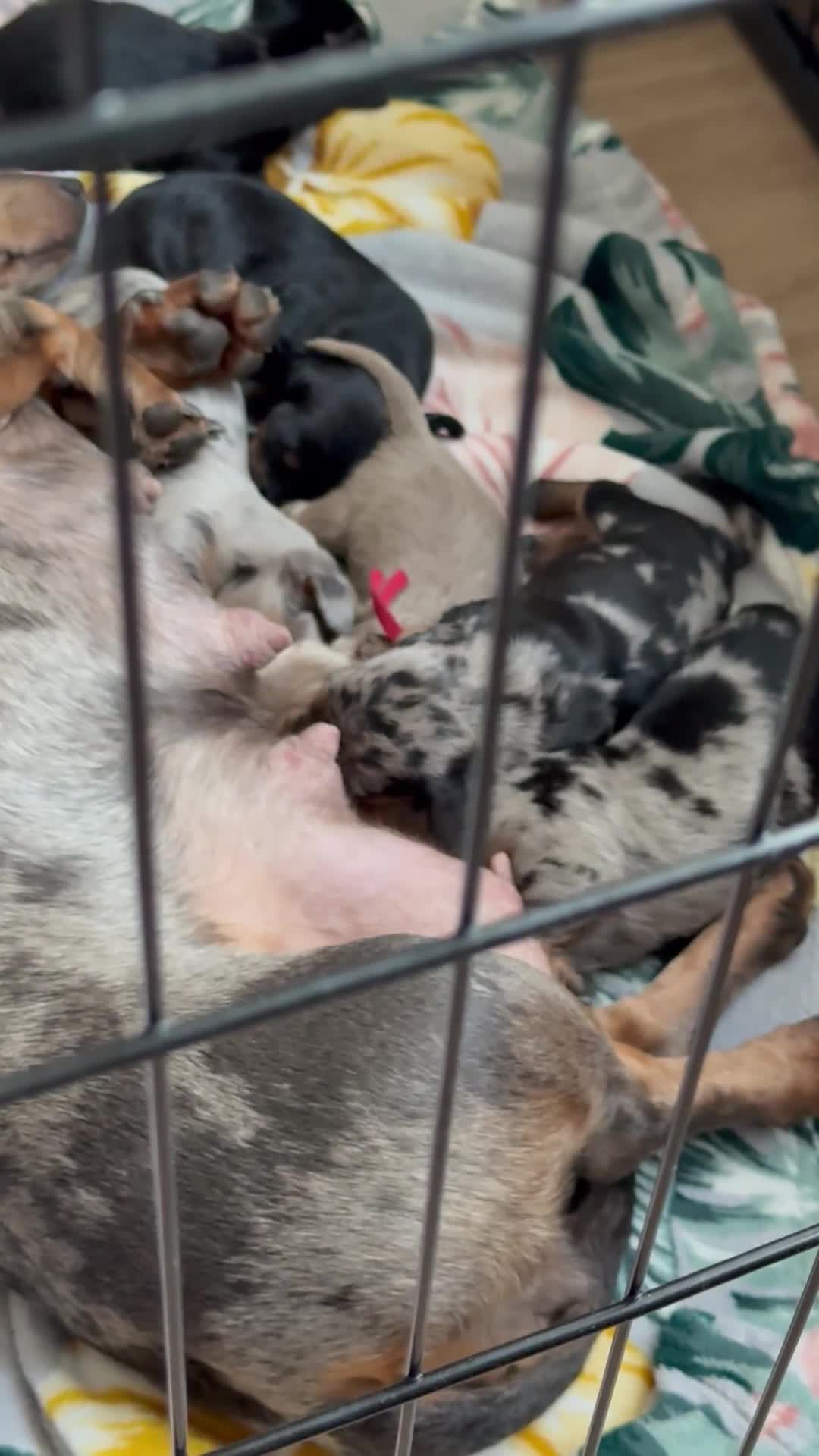 Miniature Dachshund dogs for sale: Miniature Dachshunds  - Video 1