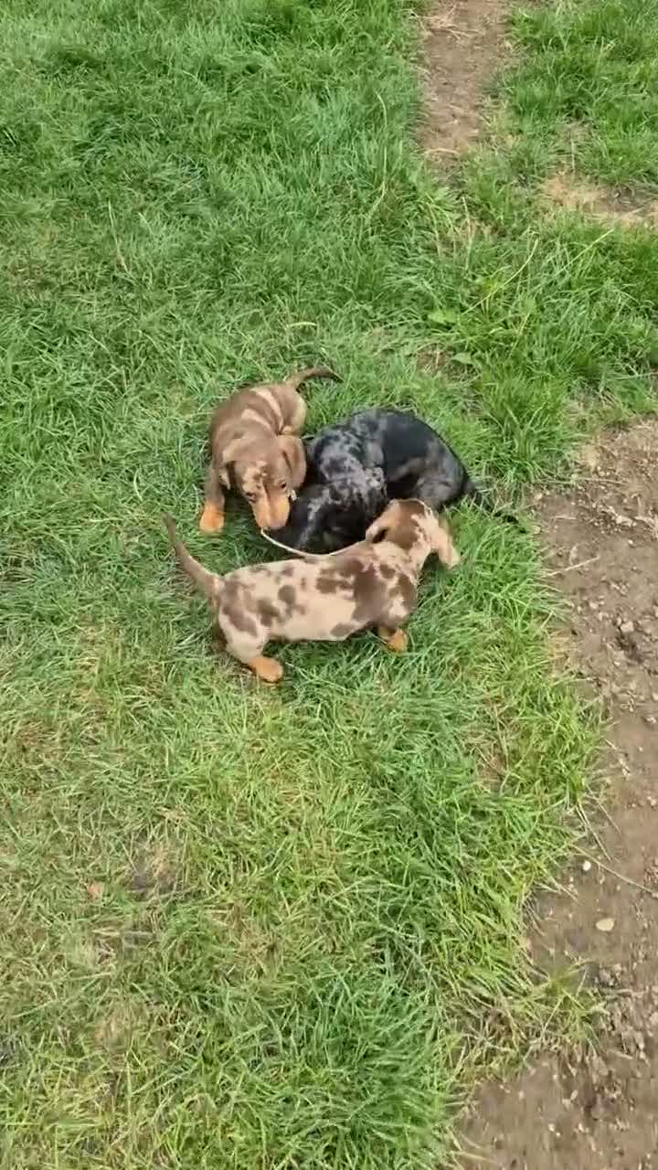 Miniature Dachshund dogs for sale: Stunning KC Registered PRA Clear Dapples Ready Now - Video 1