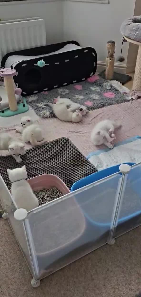 British Shorthair cats for sale: Charming BSH Colourpointed kittens - Video 2