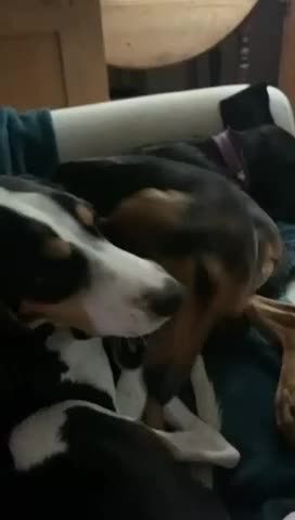 Mixed Breed dogs for adoption:  Hardy A Young Prince Hoping for His Forever Home in East Grinstead - Video 3