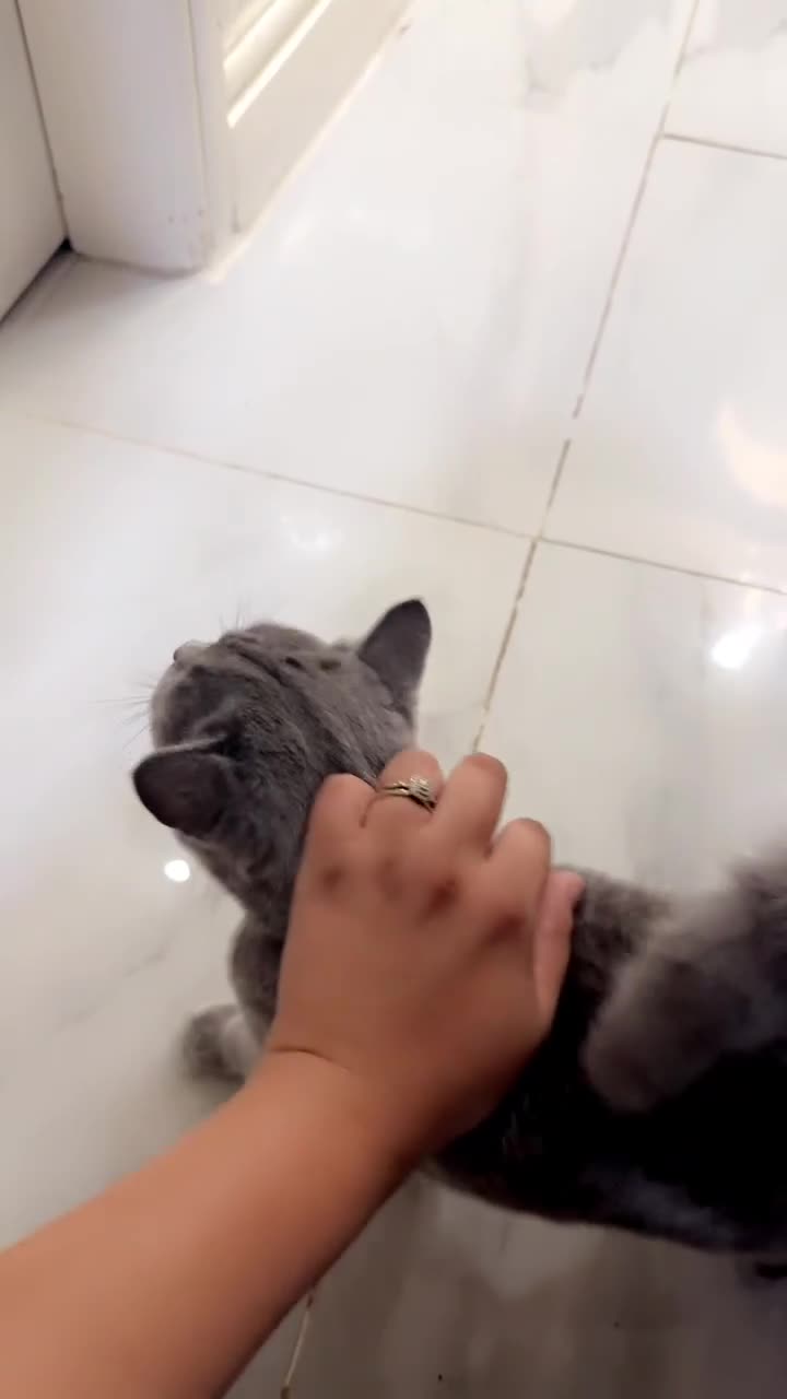 British Shorthair cats for sale: British short hair male and female  - Video 1