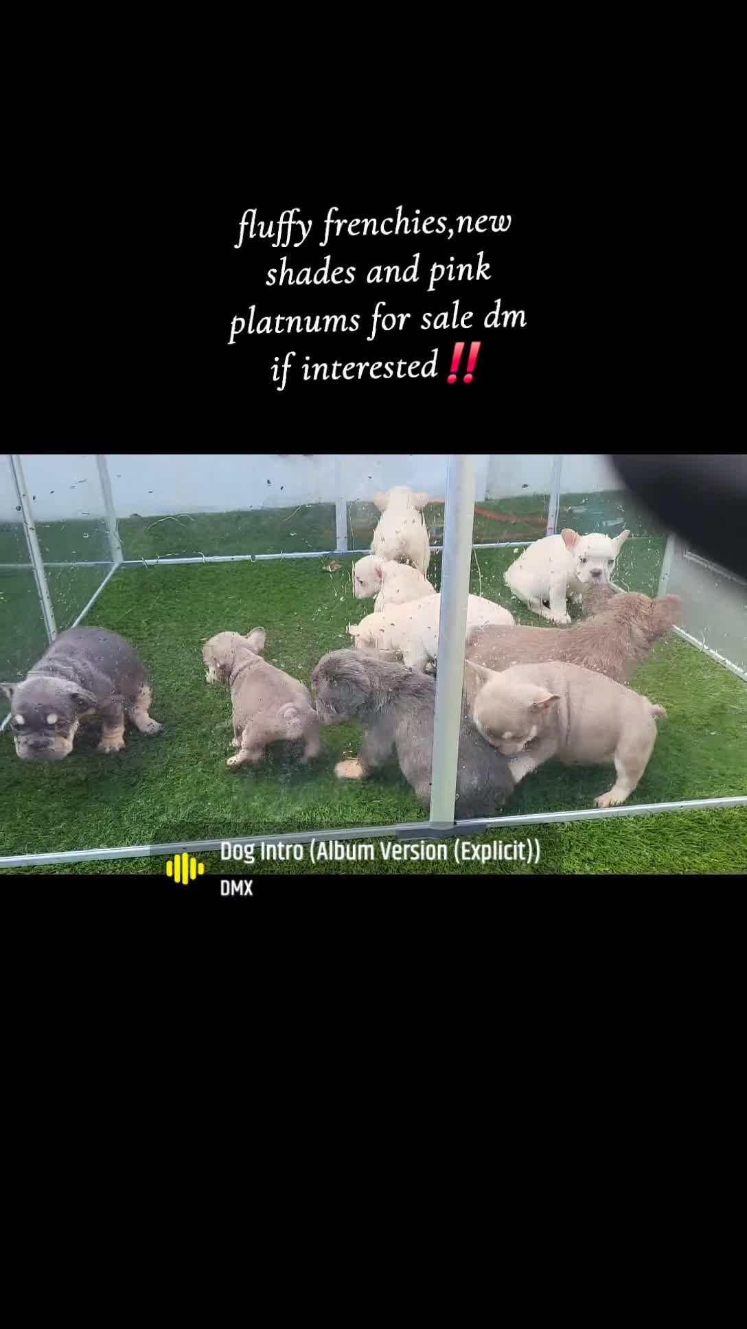 French Bulldog dogs for sale: New shade french bulldogs - Video 2