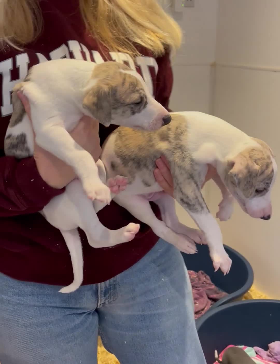 Whippet dogs for sale: AVAILABLE Kc reg healthy, sweet, gentle whippets - Video 1