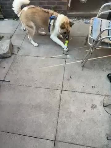 Akita dogs for sale: Female Akita  - Video 1