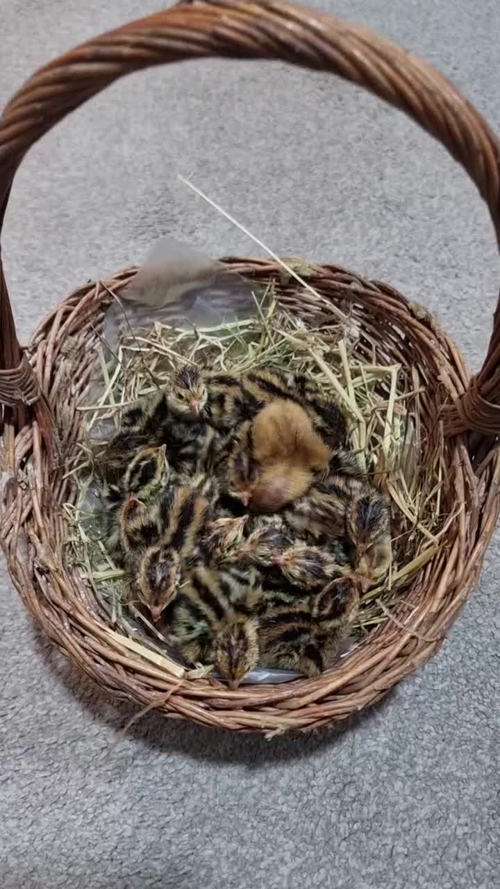 Quail poultry for sale: 🐣 Live Jumbo Coturnix Quail Chicks – Ready Now!  - Video 1