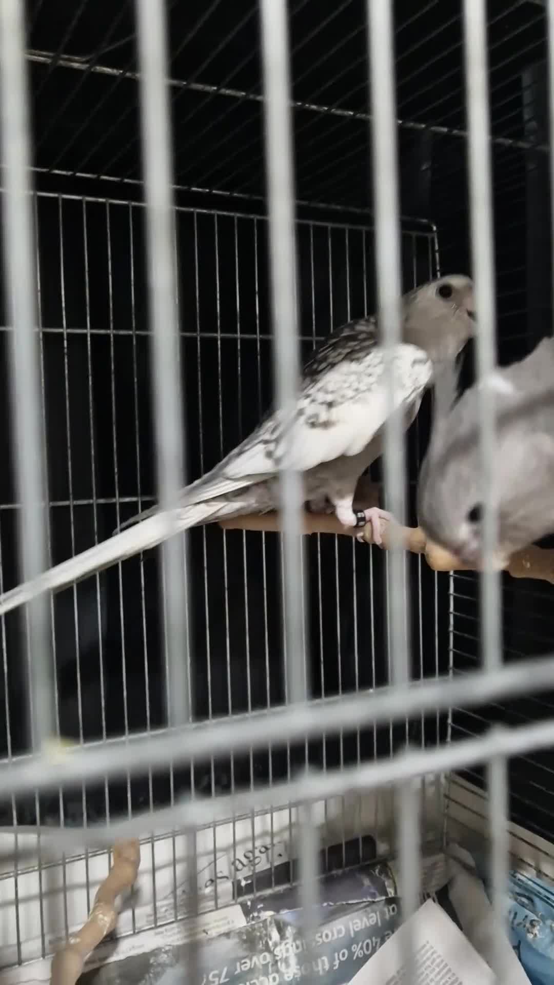Cockatiels birds for sale: Super Tamed friendly cockatiel parrot  - Video 2