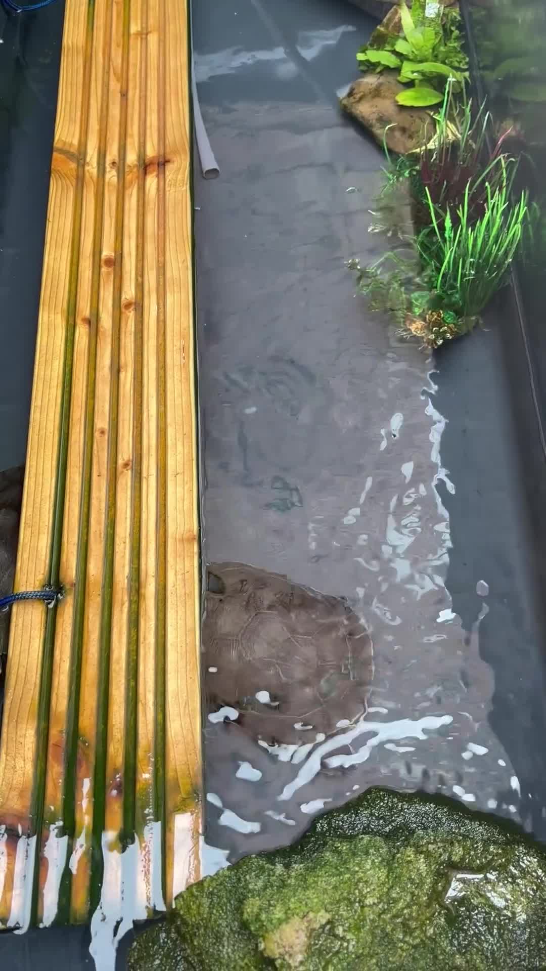 Terrapin reptiles for sale: Terrapins - Video 3