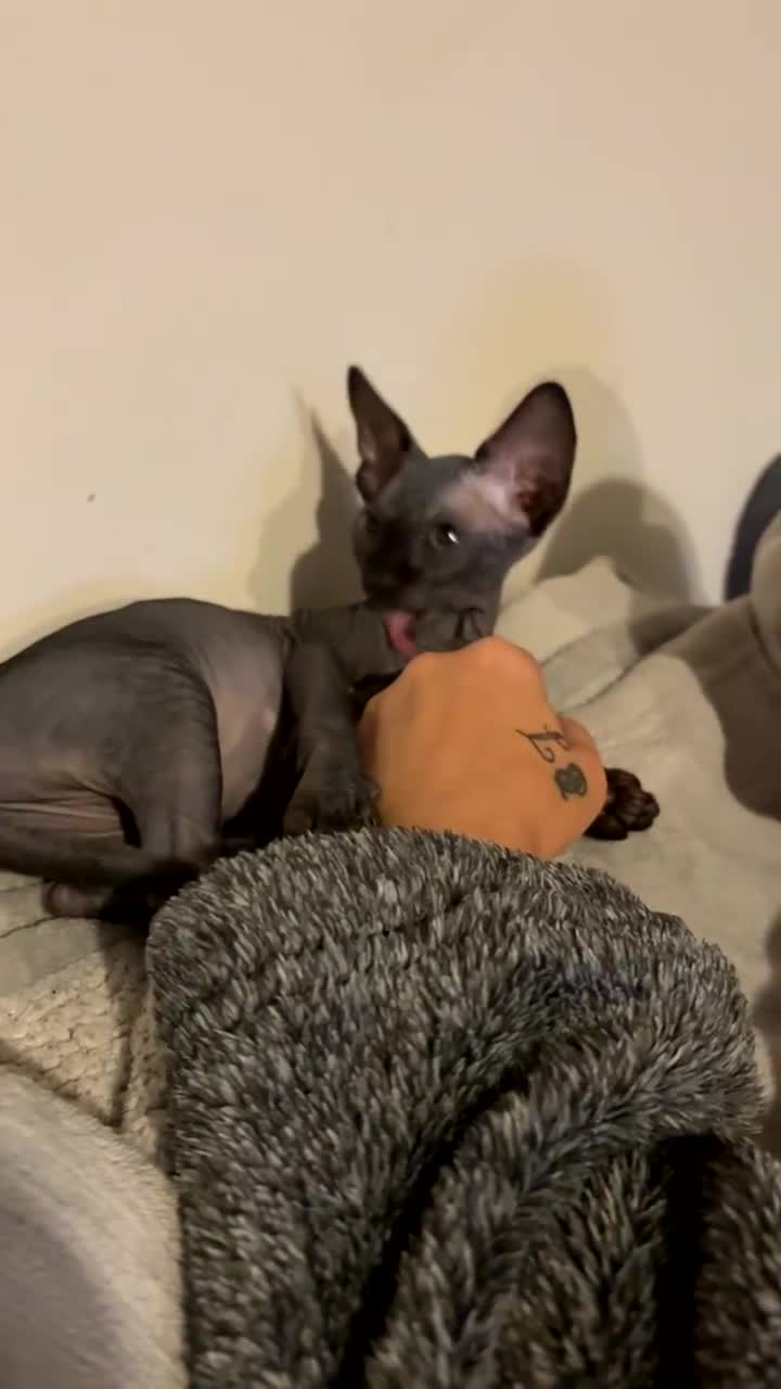 Sphynx cats for sale: Gorgeous stripped Sphynx kittens - Video 2