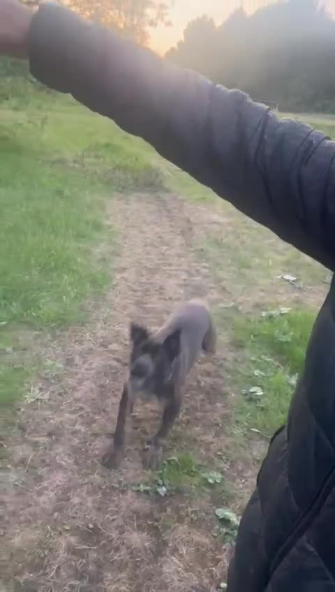 Cane Corso dogs for sale: Black Merle cane corso -Nina🐶 - Video 1