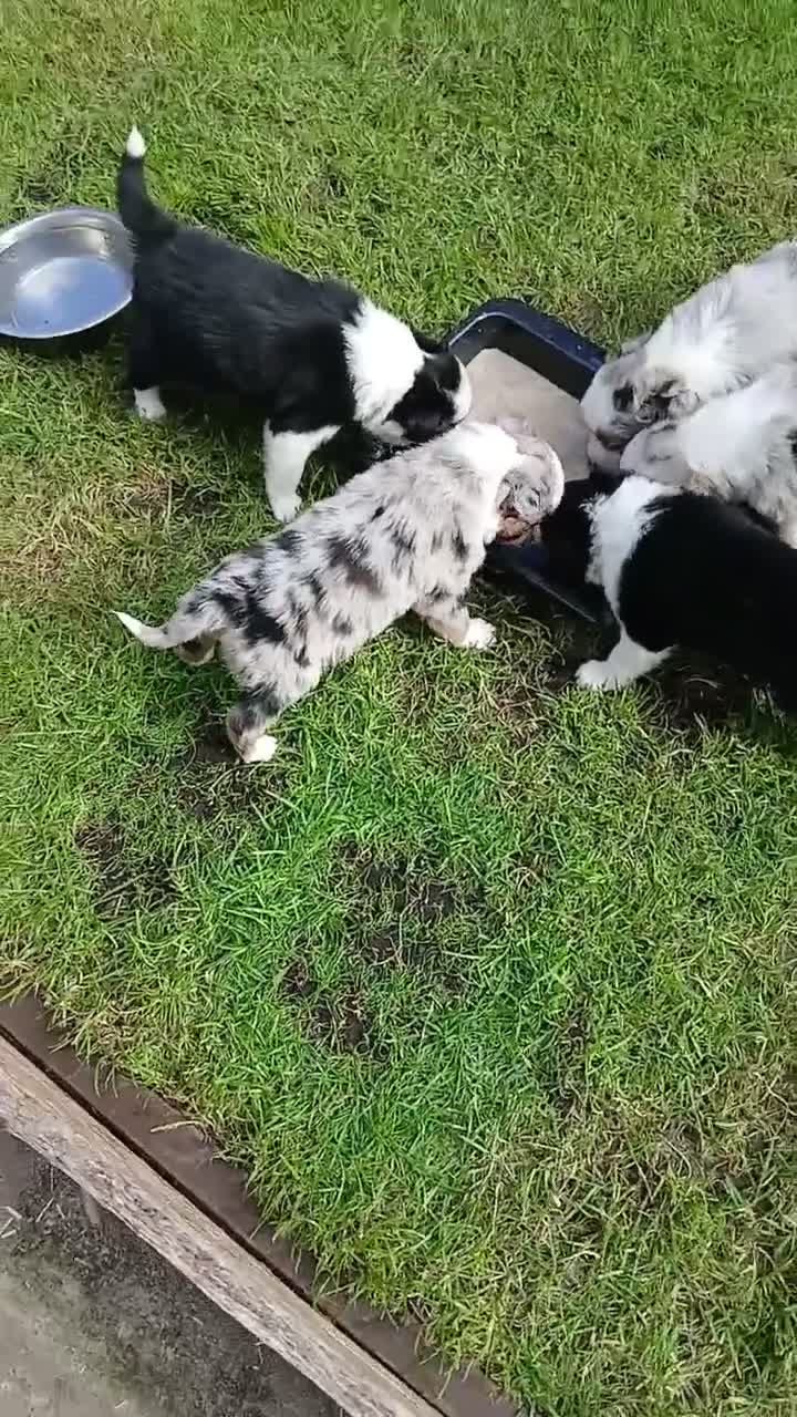 Border Collie dogs for sale: BORDER COLLIE PUPS in Durham - Video 1