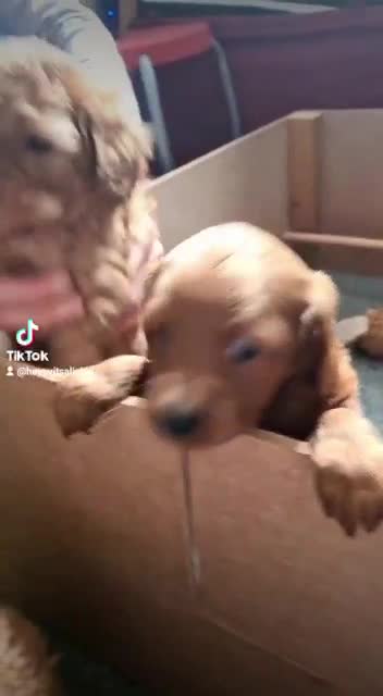 Cockapoo dogs for stud: F1 cocapoo for stud well Proven DNA clear in Bromley - Video 4
