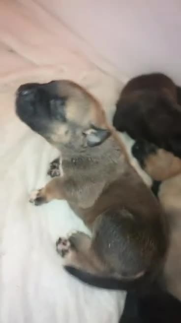Mixed Breed dogs for sale: Cane corso x American akita cross for sale  - Video 1