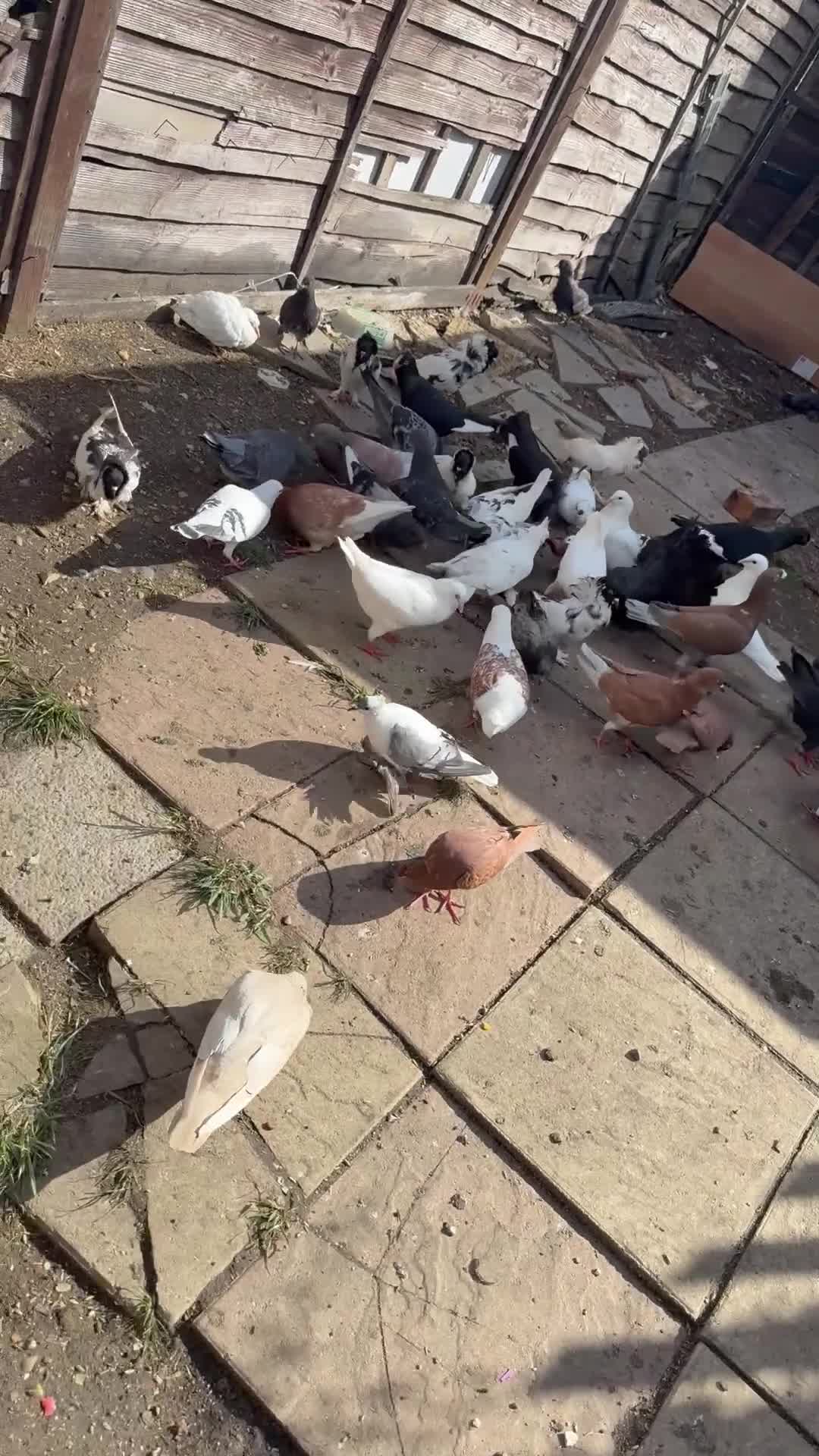 Pigeons birds for sale: Pigeons for sale - Video 2