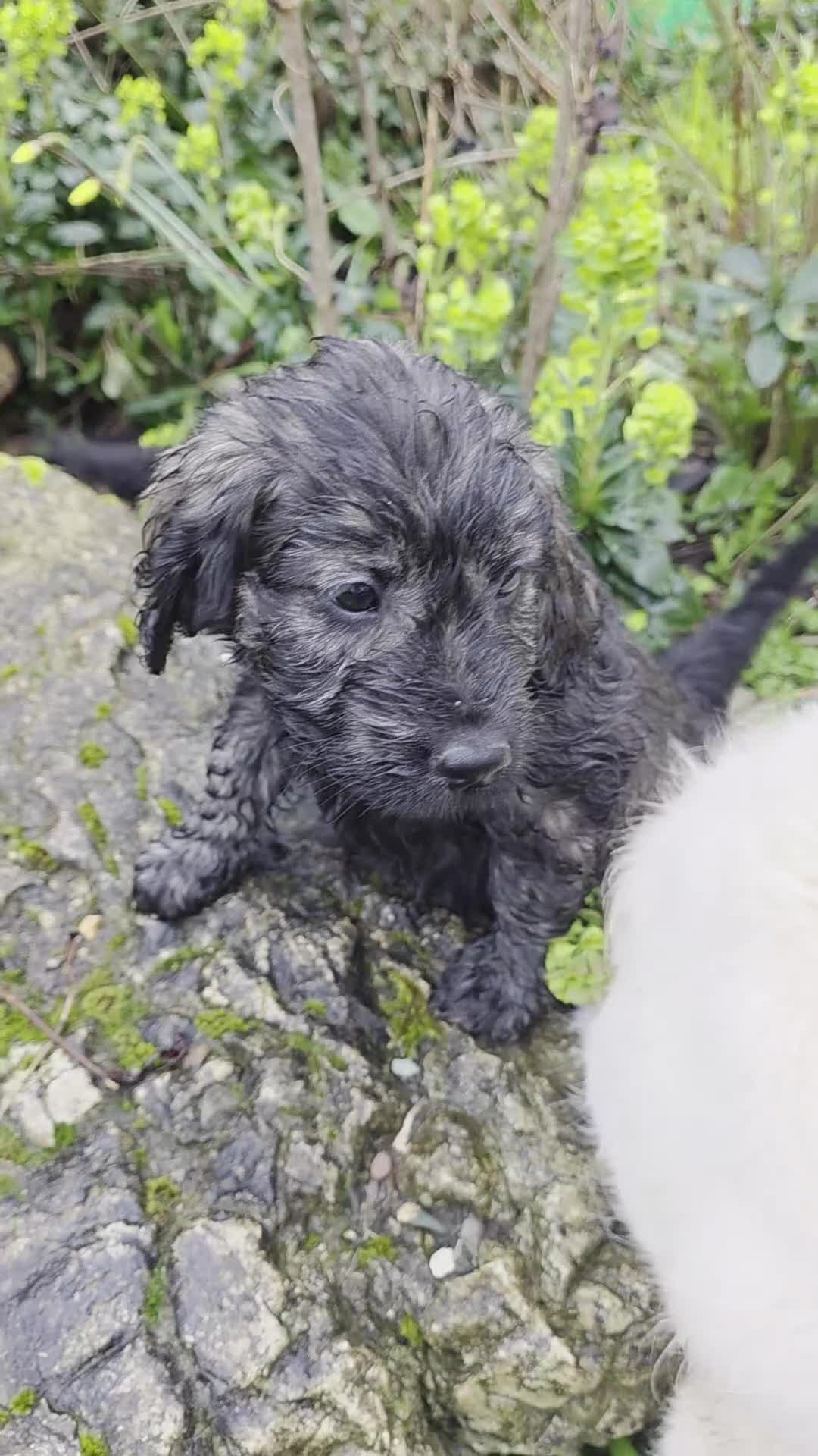 Goldendoodle dogs for sale: Outstanding F1 Goldendoodle Puppies - Video 2