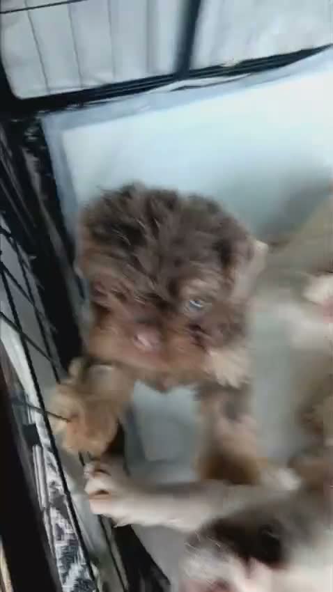 French Bulldog dogs for sale: REDUCED FlOODLE /French bulldogs - Video 1