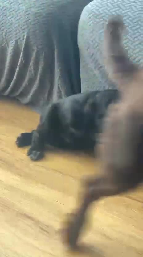 Sprocker dogs for sale: Sprocker pup, last 1, fully vaccinated, ready now - Video 1