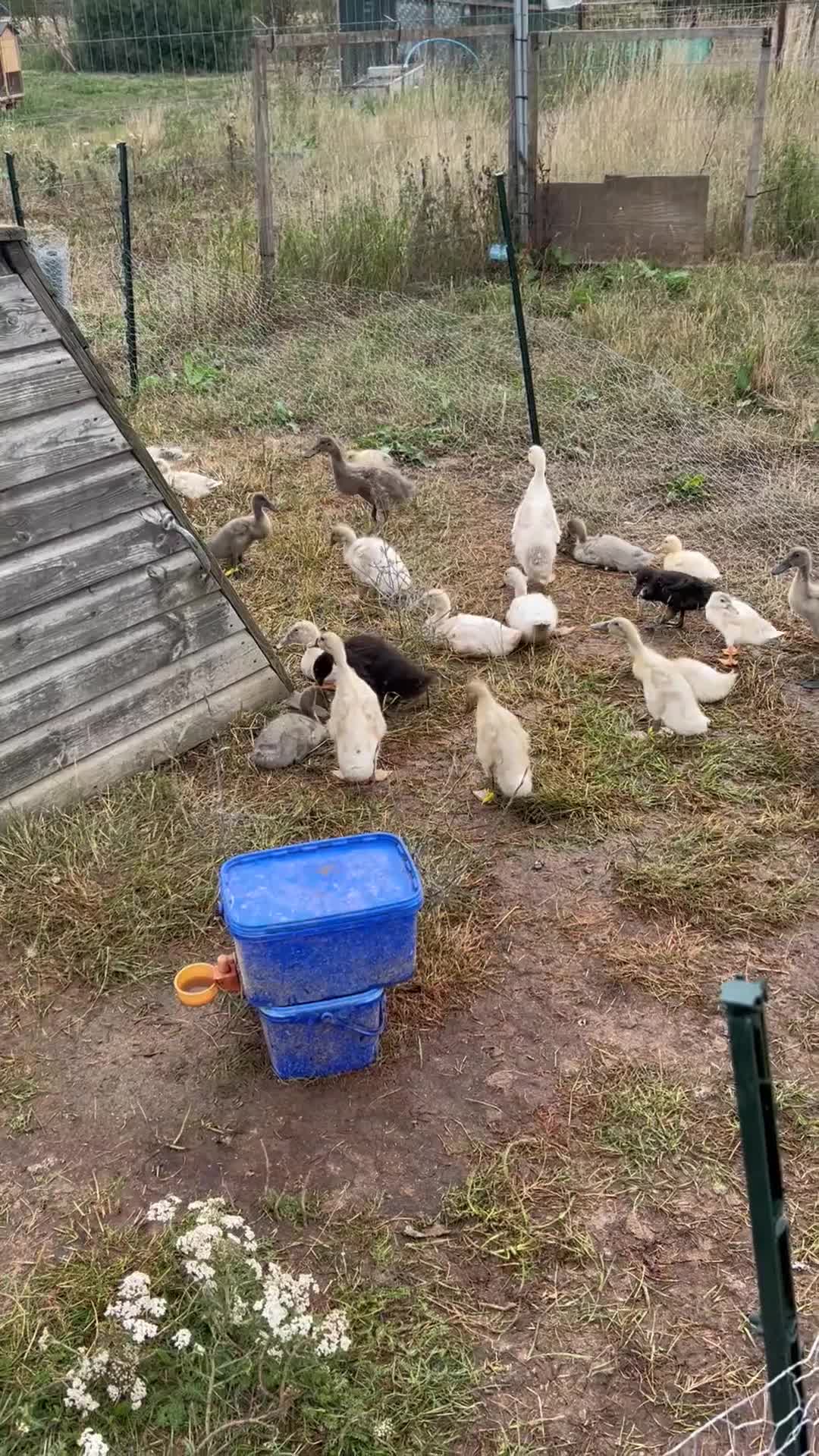 Ducks poultry for sale: Runner ducklings  - Video 1