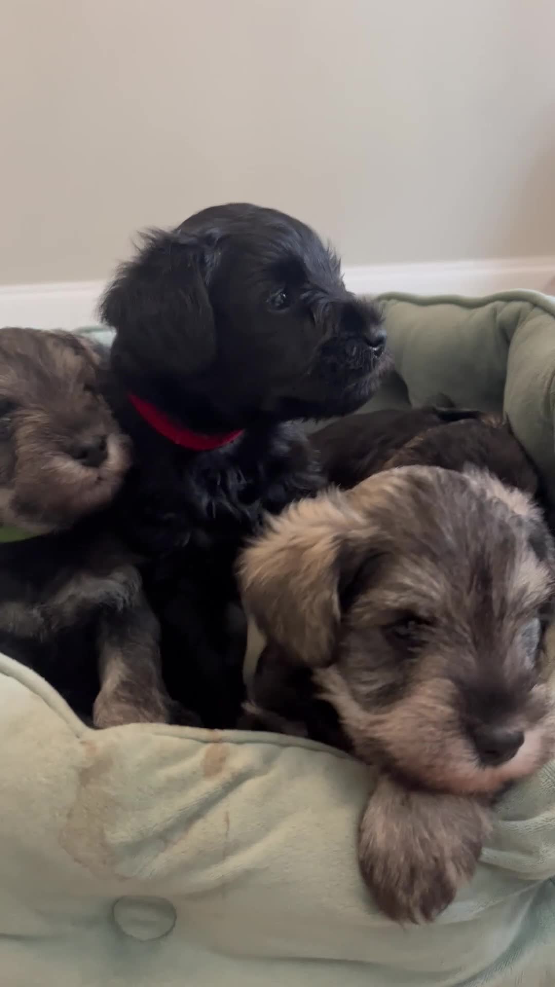 Miniature Schnauzer dogs for sale: Miniature Schnauzer puppies in Chelmsford - Video 1