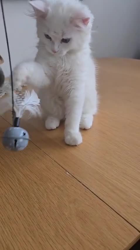 Persian cats for sale: Pure white long hair persian male kitten - Video 1