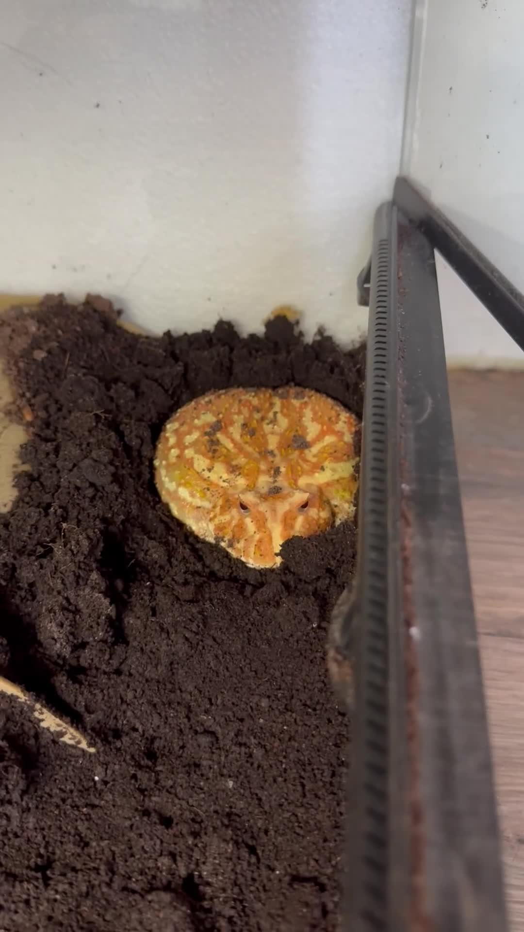 Frog reptiles for sale: Strawberry Pac-Man frog - Video 1