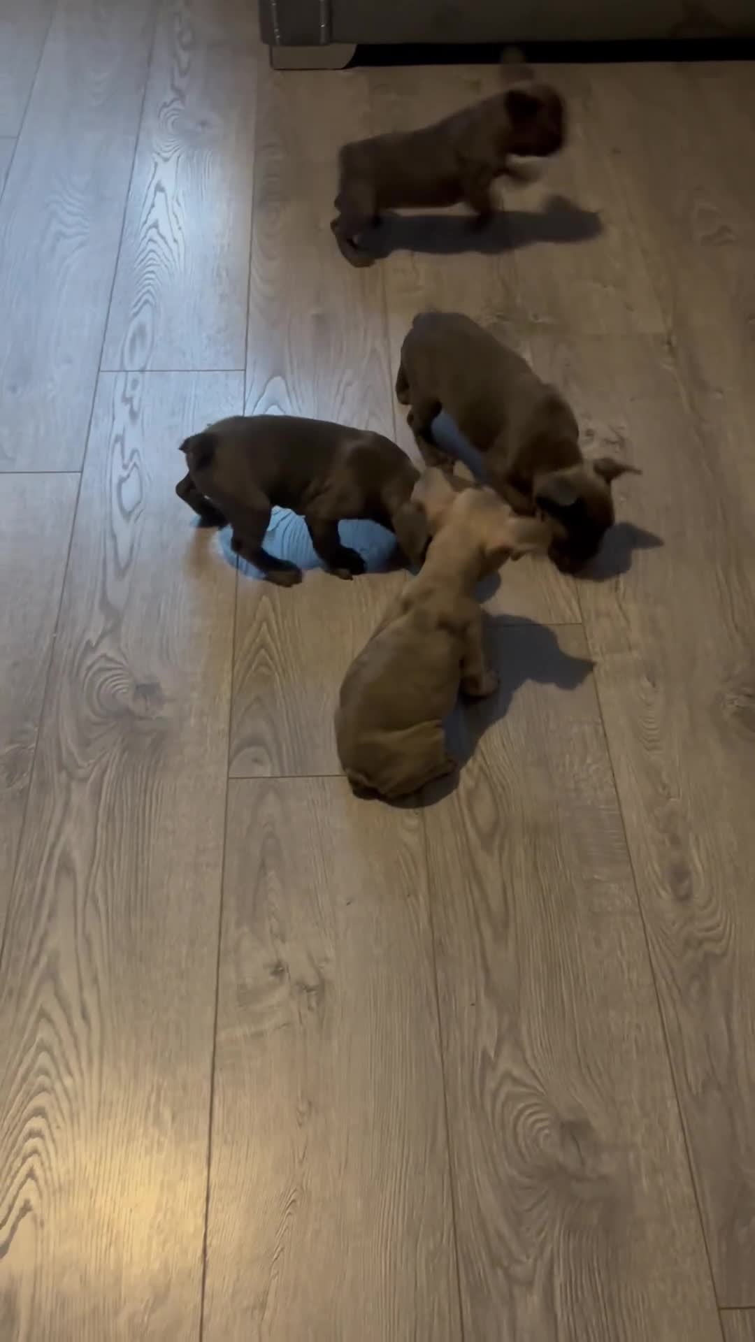 French Bulldog dogs for sale: French bulldogs puppies  - Video 2