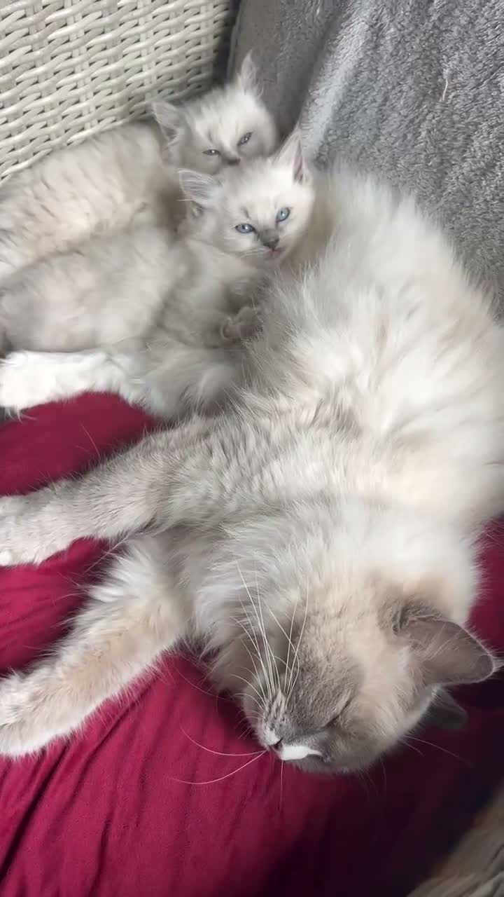 Ragdoll cats for sale: Champion Bred Sire stunning darkblue point kitten  - Video 2