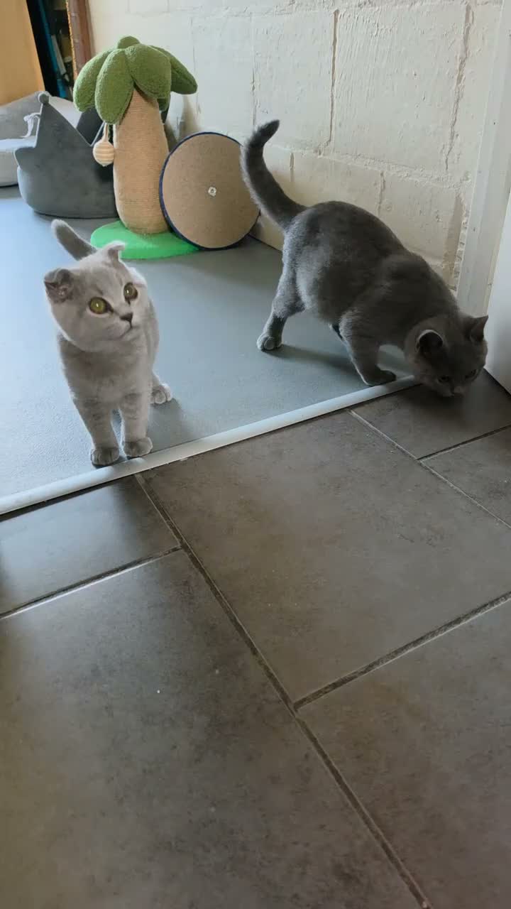 British Shorthair cats for sale: Only 1 boy💙and  1 girl🤎 left - Video 1