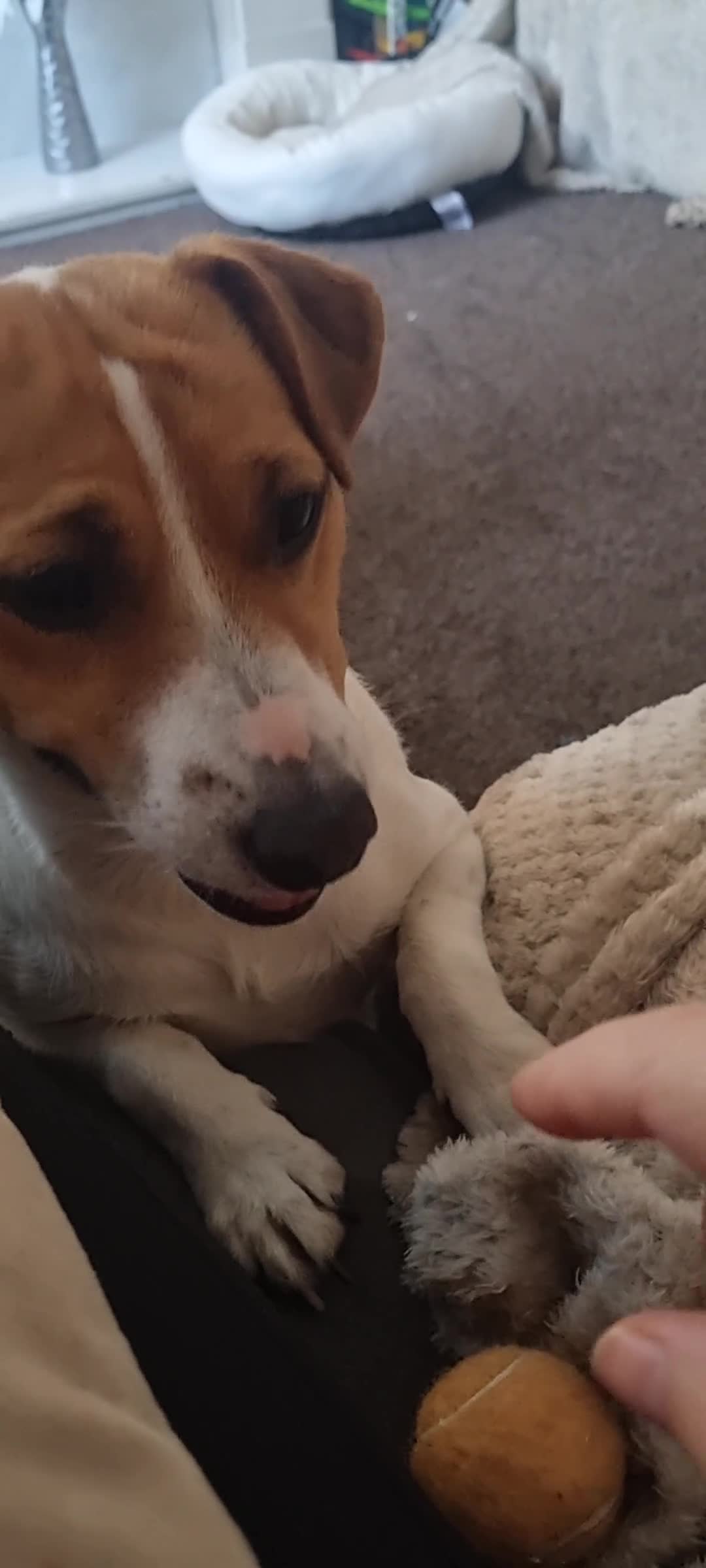 Jack Russell dogs for sale: Jack Russel boy 2 yrs old - Video 1