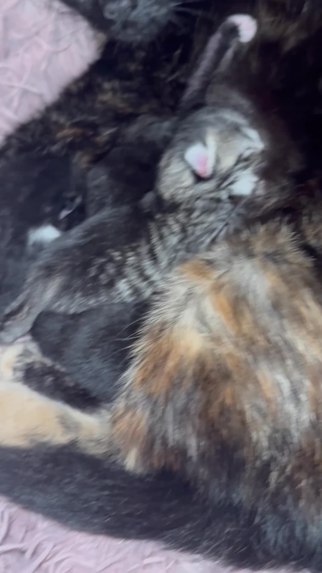 Mixed Breed cats for sale: 4 Gorgeous and playful kittens - Video 1