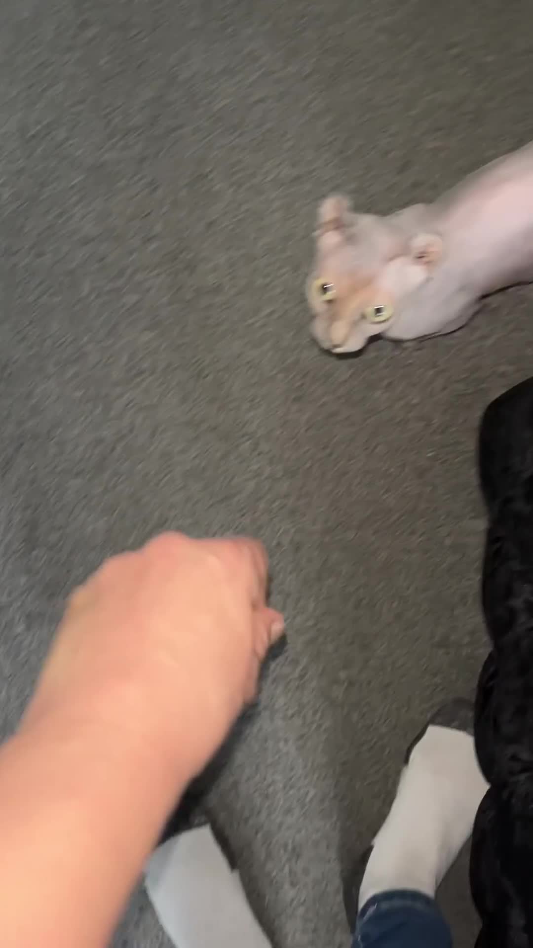 Sphynx cats for sale: Lavender cream tortie elf girl  - Video 1