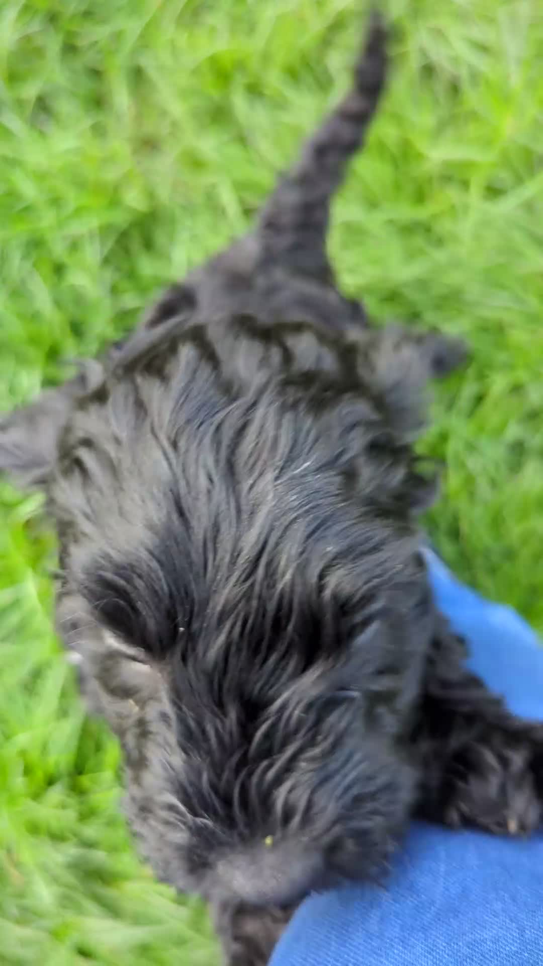 Cockapoo dogs for sale: F 1 show, cockapoo puppies.READY TO GO - Video 4