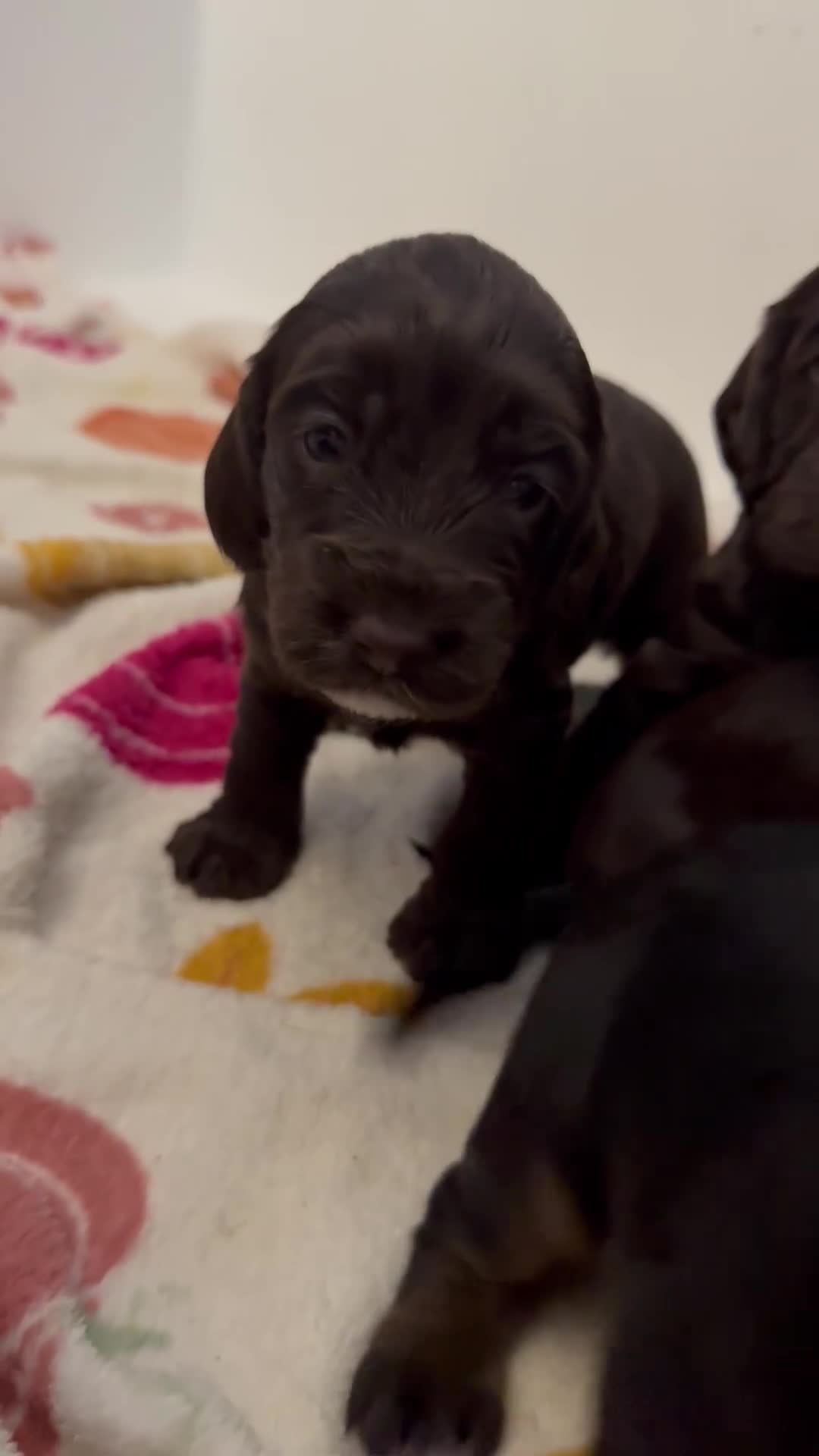 Cockapoo dogs for sale: F1B cockapoo puppies - Video 4