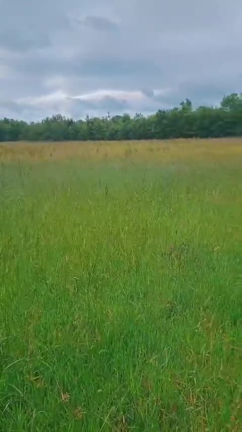 Rottweiler dogs for sale: 🏆(Kc)Champion bloodline Rottweiler puppies. - Video 1
