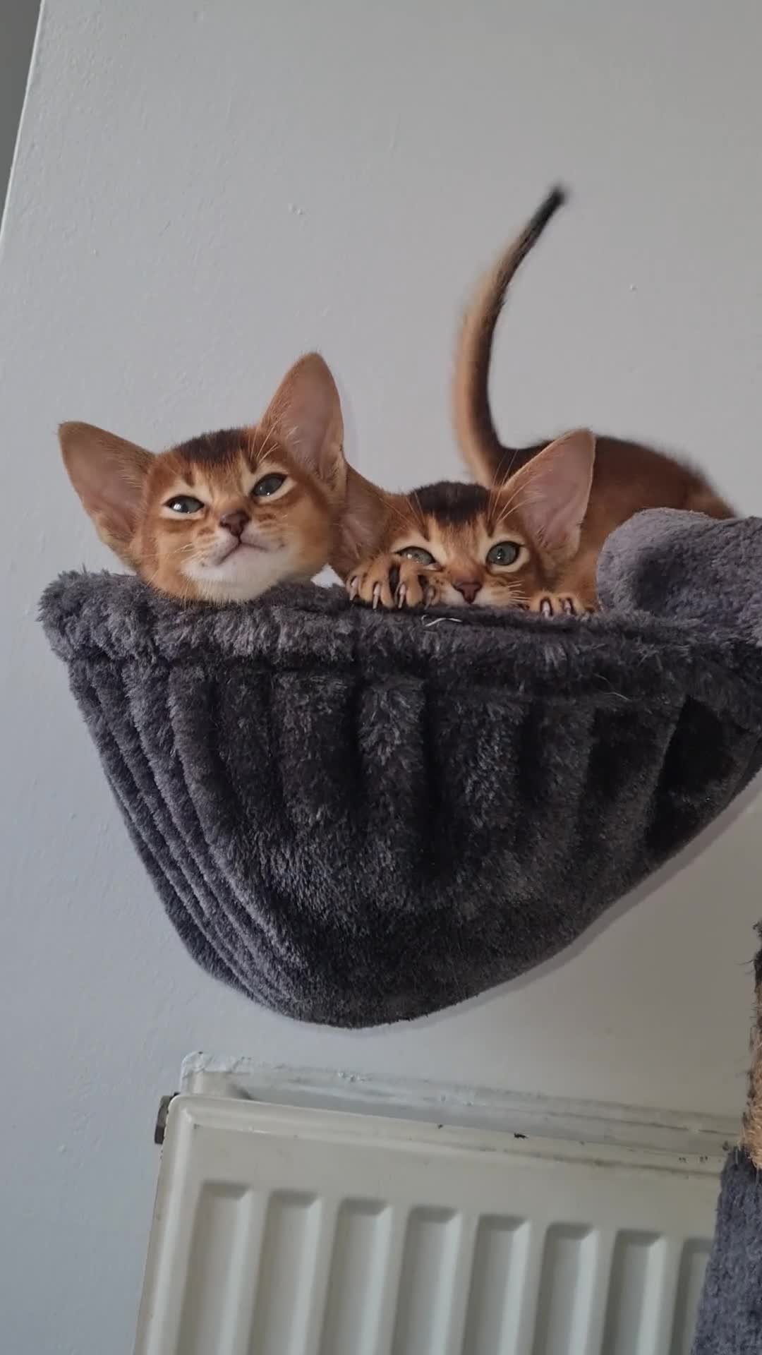 Abyssinian cats for sale: LAST TWO BOYS,champion line Abyssinian kittens🎖 - Video 1