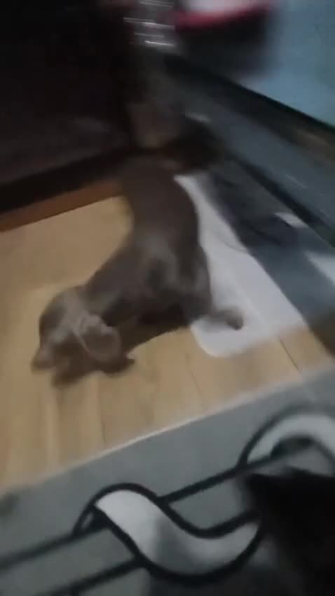 Miniature Dachshund dogs for sale: Miniature daschund  - Video 2