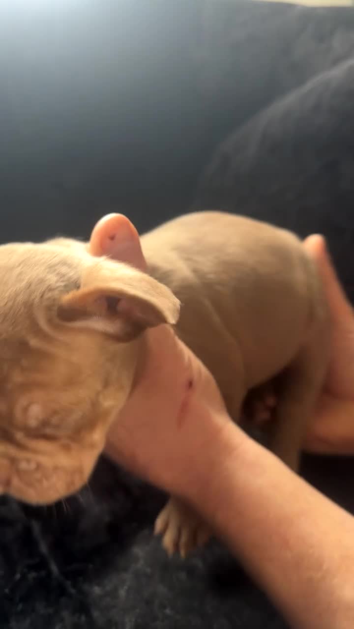 French Bulldog dogs for sale: French bulldog puppies in Leigh - Video 1