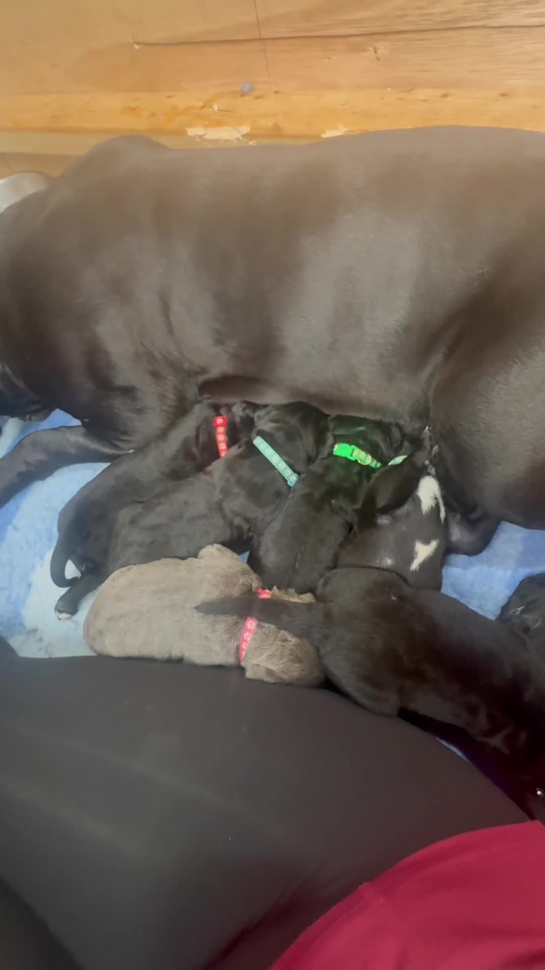 Cane Corso dogs for sale: Cane corso  - Video 1