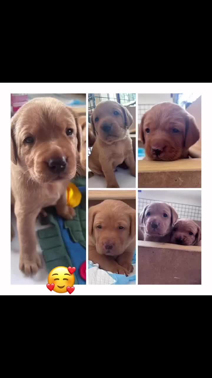 Labrador Retriever dogs for sale: ❤️ 🐾 KC registered Fox Red Labrador Pups, Angus - Video 2