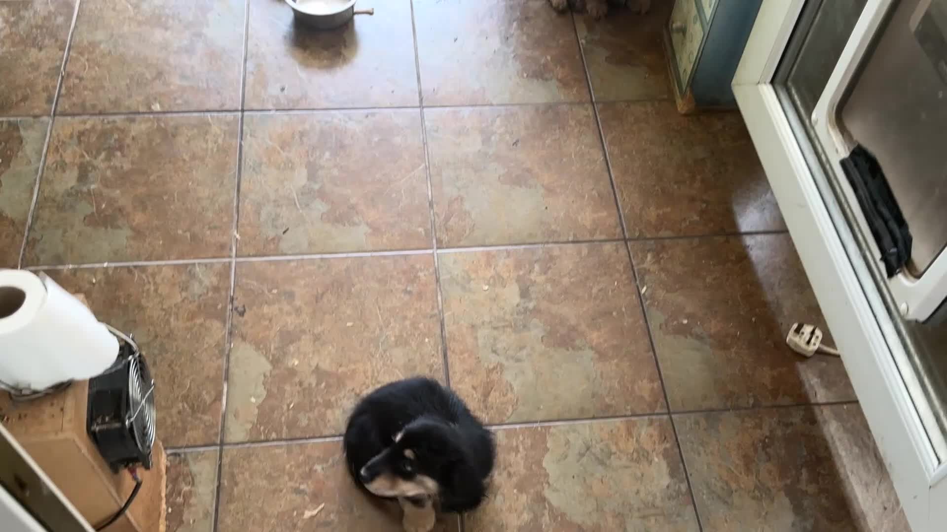Dachshund dogs for sale: Miniture long haired dushounds puppy’s - Video 2