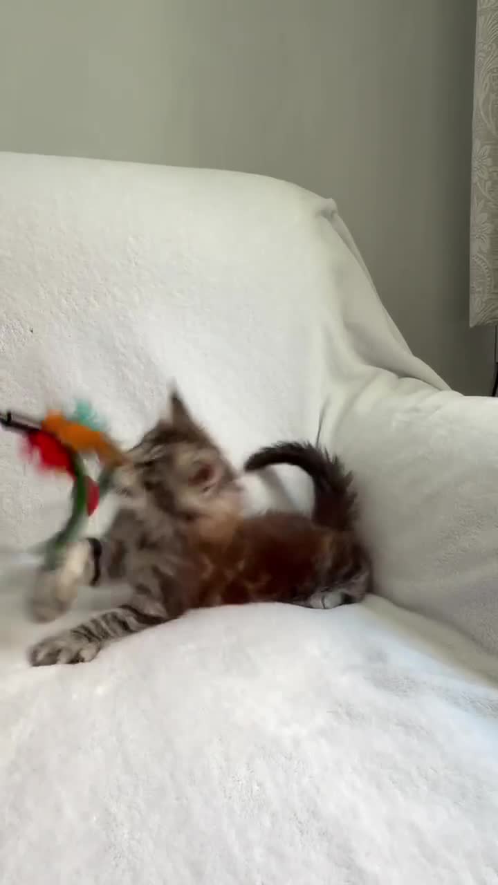Maine Coon cats for sale: TICA Registered XXL Maine Coon– Black Silver Tabby - Video 1