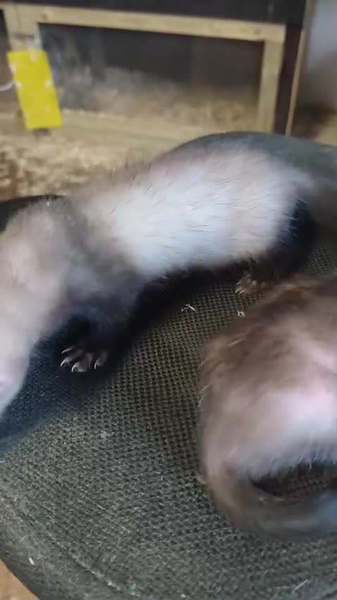 Ferret rodents for sale: Ferrets  - Video 1