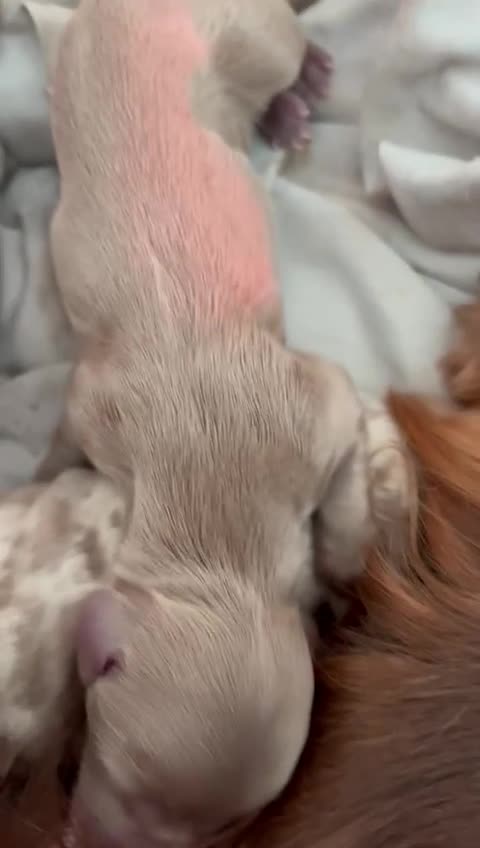 Miniature Dachshund dogs for stud: SHYLO Isabella dapple pied long hair stud  in Liverpool - Video 4