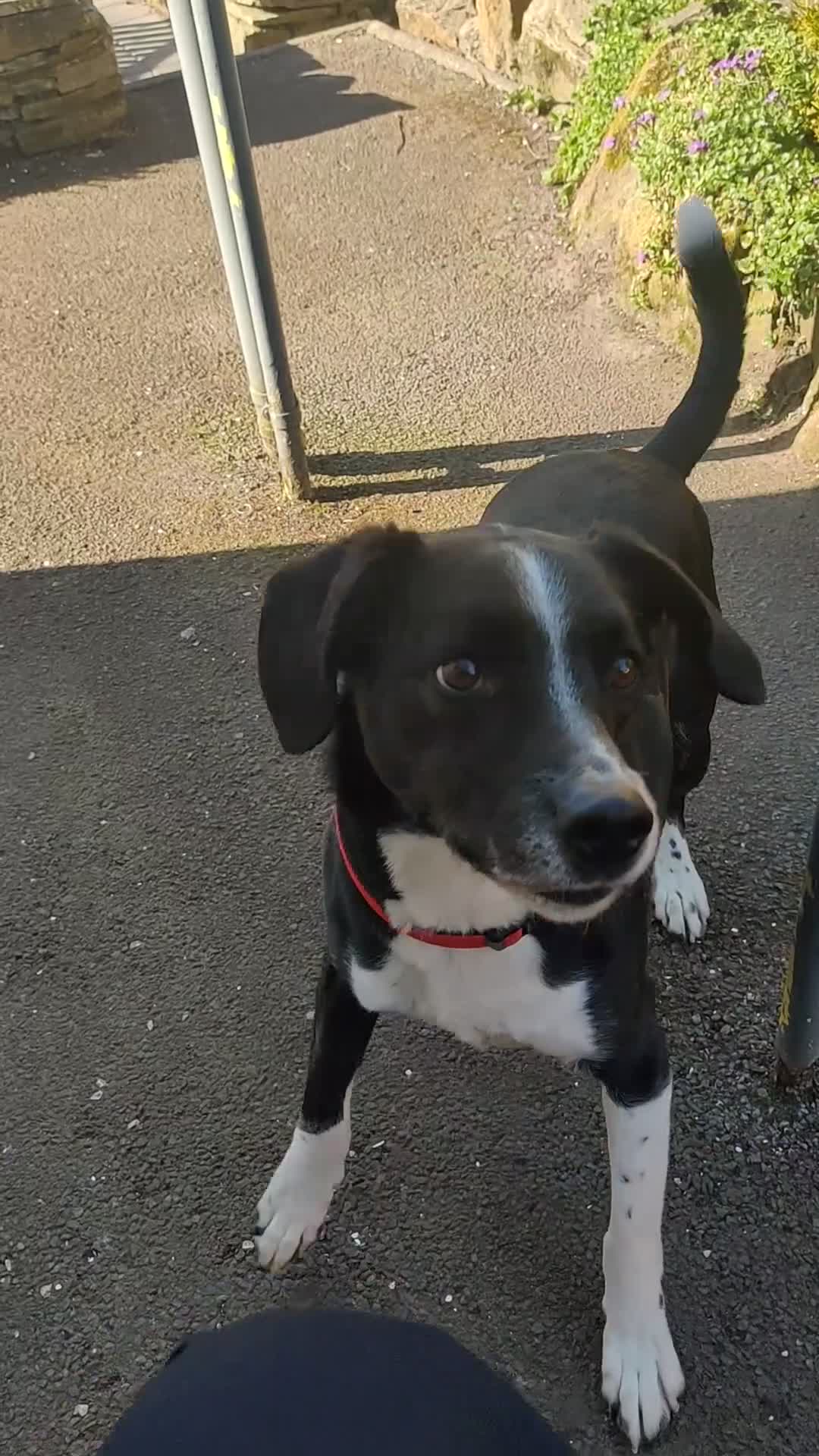 Border Collie dogs for sale: Border Collie  - Video 2